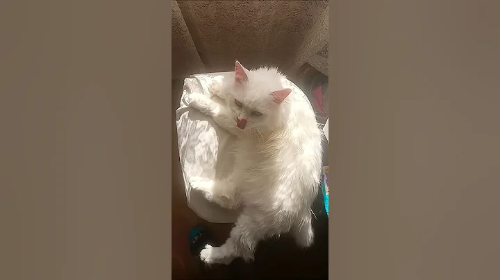 Watch the video about ANGORA #shorts #angora #cat #catlover #cutecat #cute #funny #love #motivation #pets #memes #animals