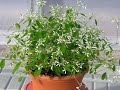 Rare, Gorgeous Flowers, Euphorbia Diamond Frost, Euphorbia hypericifolia ,