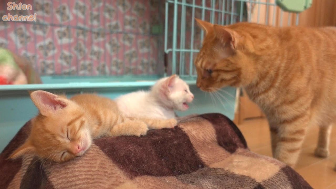 【生後35日】お昼寝中の子猫を我が子のように見守る子猫好きの猫