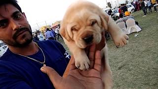 wholesale dog market part 4 with phone number and address