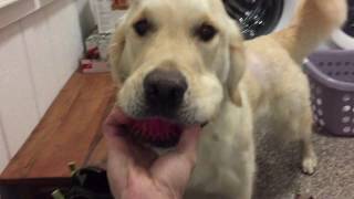 Dogs Off Leash Call