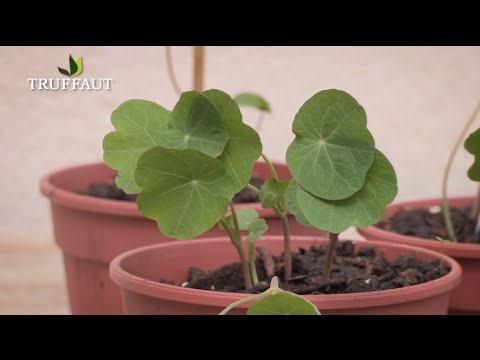 Vidéo: Le zinnia est-il une fleur d'été ?