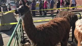 Beggin pet parade