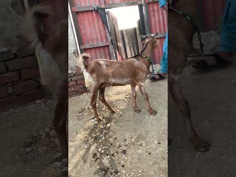 عنزة في صحراء ثار تقف أمام البيت وكأنها تنتظر رفيقها بصبر يزهر بين رمال الصحراء