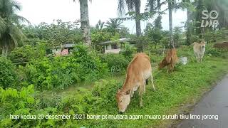Banjir Tiku Limo Jorong,,, Muaro Putuih, Pt Mutiara Agam