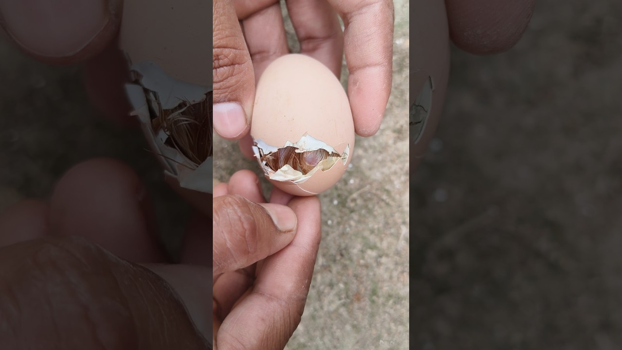 The Miracle of Life: Chick Hatching from its Shell!