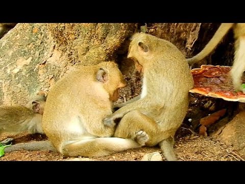 baby monkey pet stores MG ! Jack Wonder / Why Best Friend Sweetpea Try Do like This On It ?