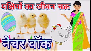 पक्षियों का जीवन चक्र | NATURE WALK | नेचर वॉक| screenshot 5