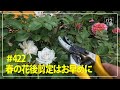 #422 春の花後剪定はお早めに