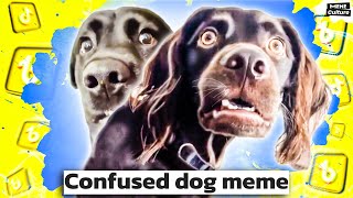 Confused dog meme. Awkwardly Dogs