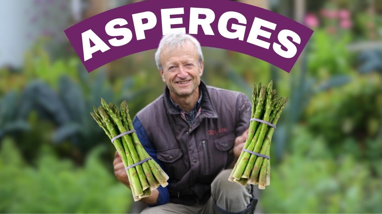 Cultiver et récolter des asperges sans labour : planter sur paillis