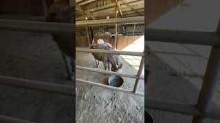 Hungry donkey flips his feed dish #donkey #cutedonkey #farmlife #barncat #cuteanimal