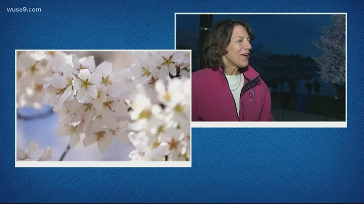 Cherry Blossom festival in full bloom