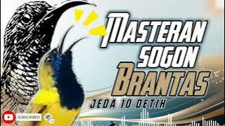 MASTERAN SOGON BRANTAS JEDA 10 DETIK!!! #sogon #sogongacor #sogokontong #sogokontonggacor