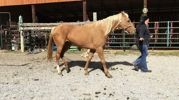 Sold361- registered 19 yr old 15HH palomino QH mare $850 Deadline 10/25/24