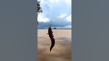 cá ngát sông hậu