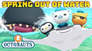 ​@Octonauts   SPRING out of the Ocean Water  | Compilation | @OctonautsandFriends