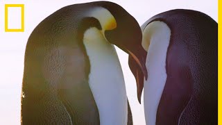 Comment les mâles manchots couvent les œufs dans l'hiver le plus extrême sur Terre