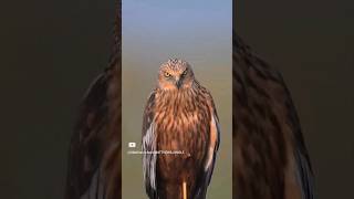 majestic Hawkhawk wildlife nature animals viral fly