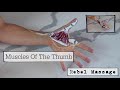 Thumb muscle anatomy with movements