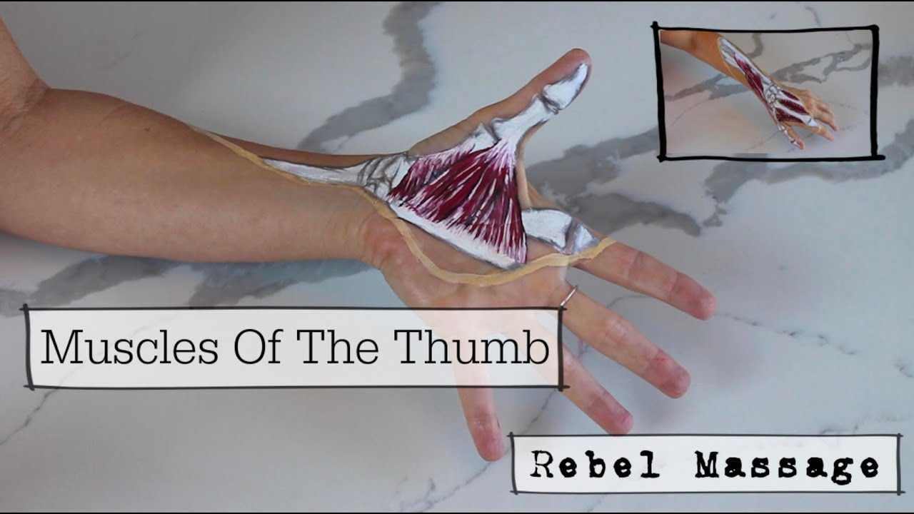 Thumb Muscle Anatomy (With Movements!)