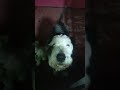 🐶🥰 #viral #seguidores #sigueme