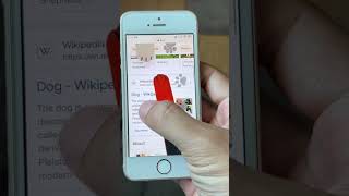 Celebrity Go Search Dog on Google ๐ Profile