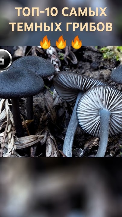 ТОП-10 САМЫХ ТЕМНЫХ ГРИБОВ #mushrooms #horror #грибы #dark - YouTube