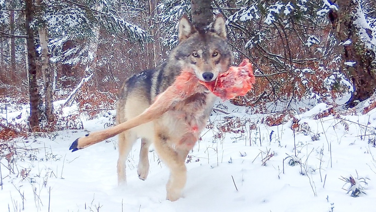 Wolves, deer, deer hunting, and wolf management: a deep dive into the data