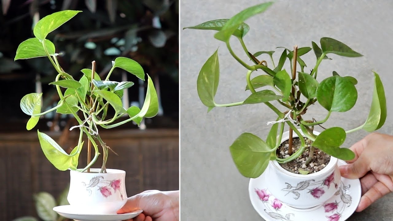 GROW Money Plant in a TEA CUP n SURPRISE Your Guests! YouTube