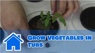 Tomatoes and Indoor Vegetable Gardens : How to Grow Vegetables in Tubs