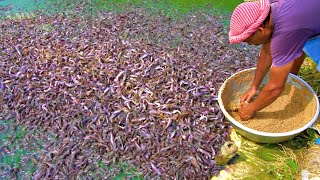 Hybrid Magur Fish Farming Business | Million Of Catfish Eating Food in Pond | হাইব্রিড মাগুর চাষ