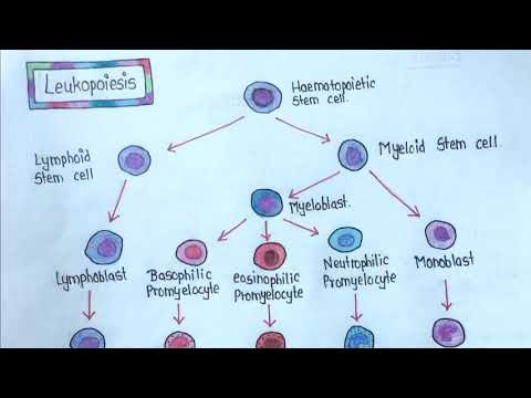 वीडियो: ल्यूकोपोइज़िस क्विज़लेट क्या है?