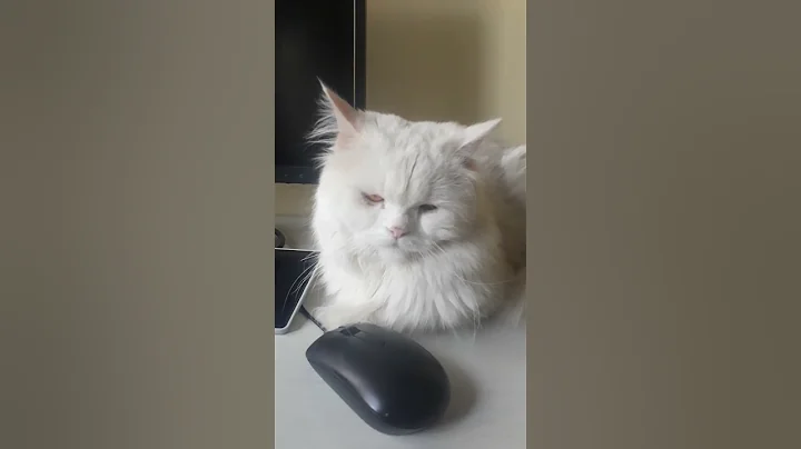 Video 8954031: persian cat cutecat, cute persian cat lover, persian cat animal lover, cute persian male cat