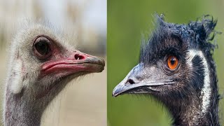 Creature Comparison: Ostrich vs Emu