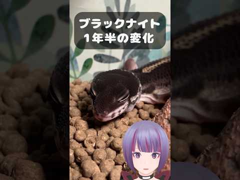 【#レオパ】1年強が経過したブラックナイトの変化が、驚愕の変貌だった...！？！？ #爬虫類 #reptiles #レオパ #ブラックナイト #爬虫類飼育 #vtuber #shorts