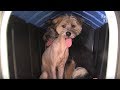 Dogs Are Blessed After Being Rescued (Part 2) | Kritter Klub