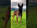 Top Dog Expert Reveals Shocking Truth About Male and Female Malinois Differences