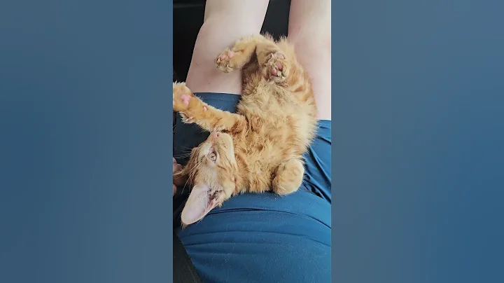 Video 10870001: maine coon kittens love