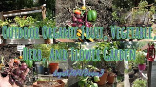 Outdoor Organic Fruit, Vegetable, Herb,And Flower Garden|August 2021 Season 3
