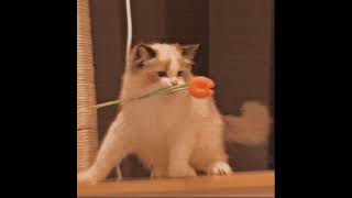 Pretty Little Baby slowed