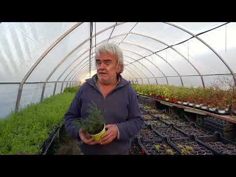 Video: Piante di achillea rustica - Scopri le varietà di achillea per i giardini della zona 5