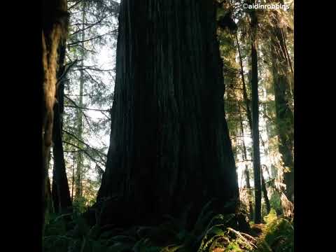 Video: Pokok tertinggi di dunia ialah Giant Hyperion