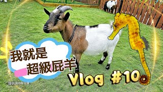 Vlog # 10. 德叔養海馬了! 你有看過海馬吃東西嗎? 還有屁羊又幹了什麼好事? #海馬 #侏儒羊 #澳洲牧羊犬 #狗