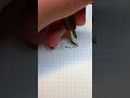 Kaweco Supra #fountainpen