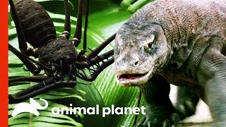 Extreme Wildlife and Fascinating Nature on Animal Planet (Compilation) Extreme Wildlife and Fascinating Nature on Animal Planet (Compilation)