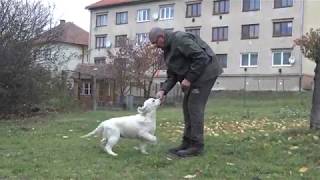 Angel Anabel Nice Friend - 4 m
