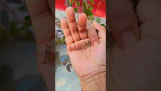 It is the Smaller shiny jewelbeetle#beauti