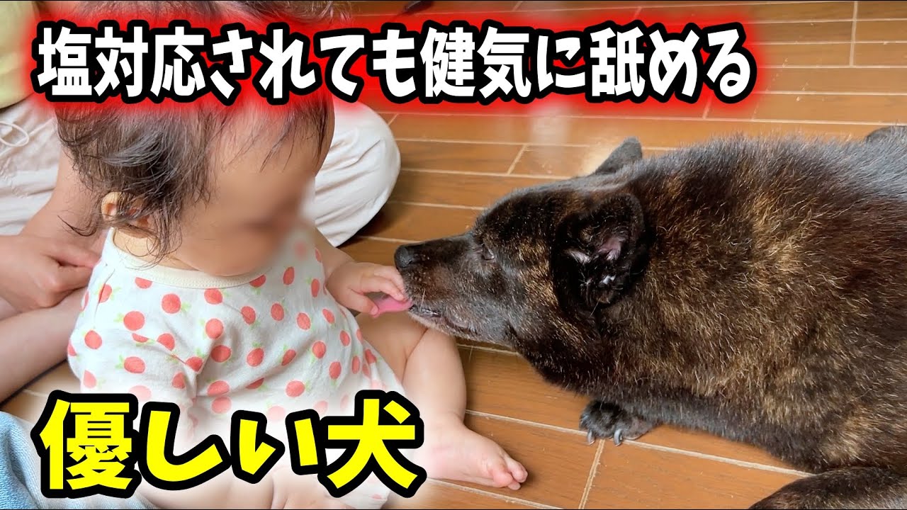 忠犬 赤ちゃんに塩対応されて落ち込んでいたので慰めたら Youtube 忠犬 赤ちゃんに塩対応されて落ち込んでいたので慰めたら Youtube
