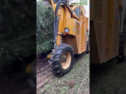 récolte mécanique d'olive